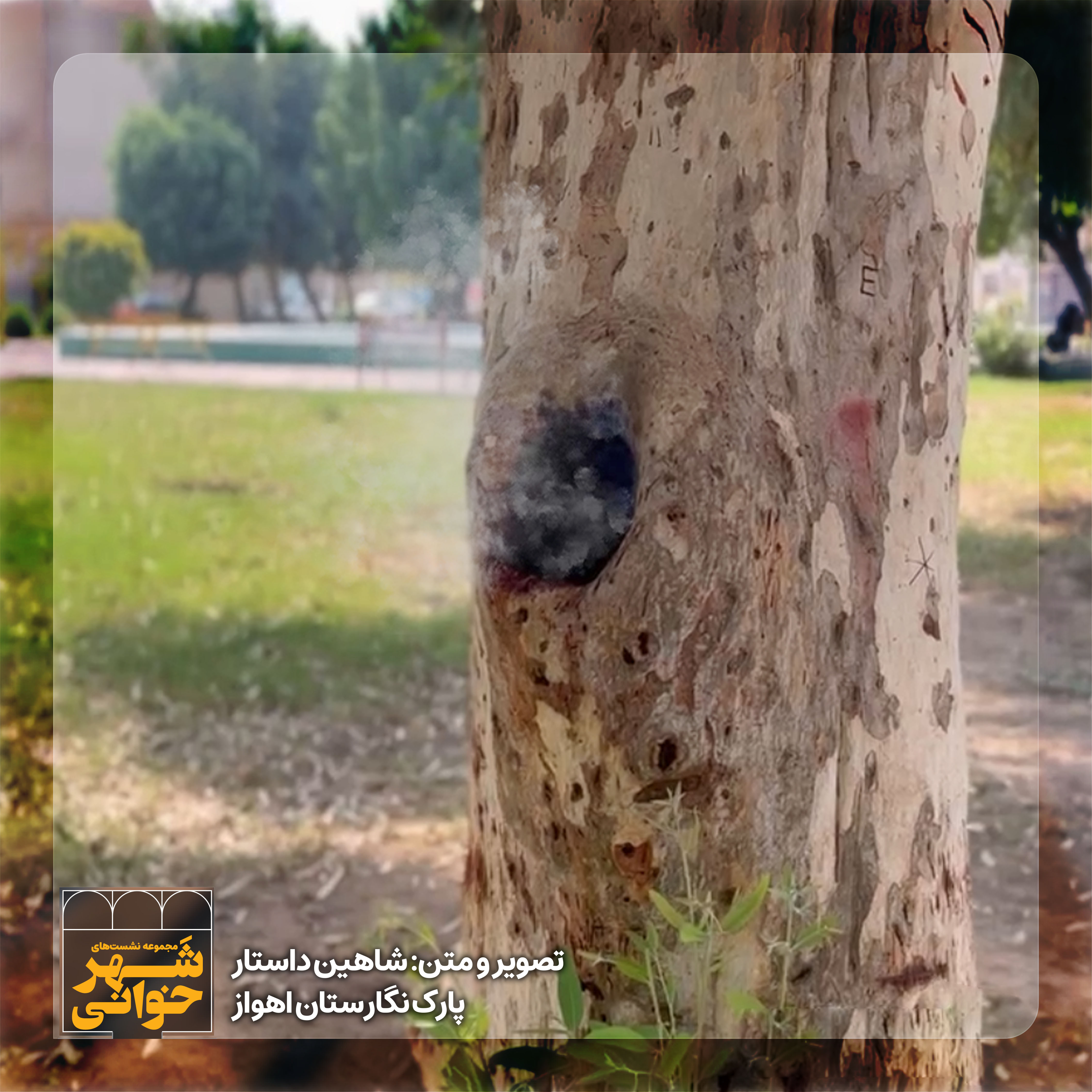 درخت سوخته 